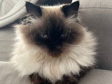 Femelle Ragdoll disponible pour saillie
