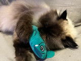 Femelle Ragdoll disponible pour saillie
