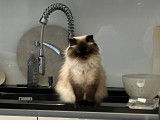 Femelle Ragdoll disponible pour saillie