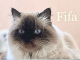 Femelle Ragdoll disponible pour saillie