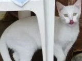 Adoption disponible : chatte de couleur blanche
