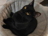 Disponible à l'adoption : chatte de couleur noire