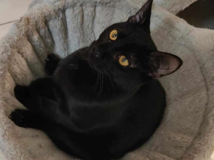 Disponible à l'adoption : chatte de couleur noire