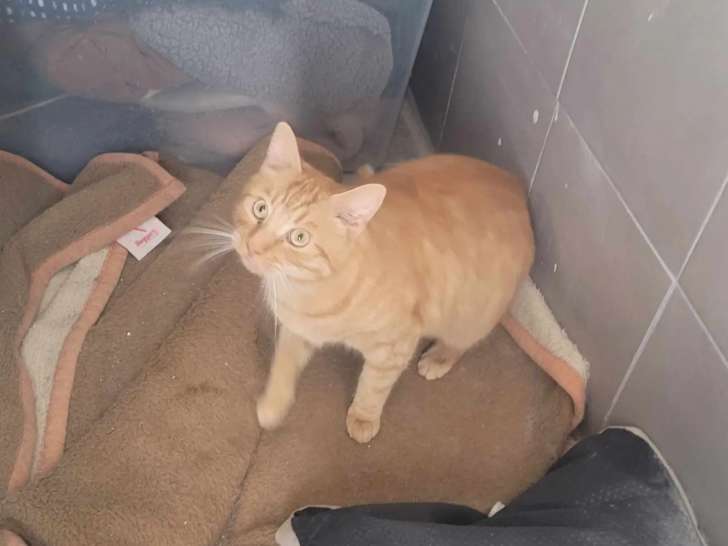 En attente d'adoption : chat de 5 ans