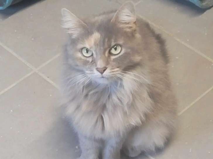Prête pour l'adoption : chatte grise