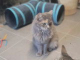 Prête pour l'adoption : chatte grise