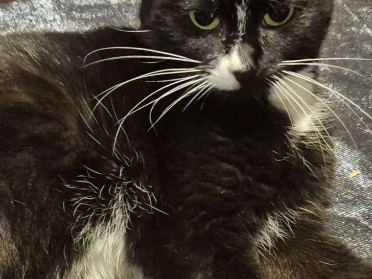 Chatte d'un an disponible à l'adoption