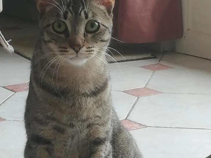 Chat d'un an en attente d'adoption