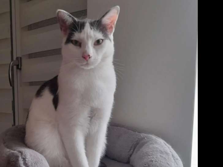 Chat noir et blanc prêt pour l’adoption