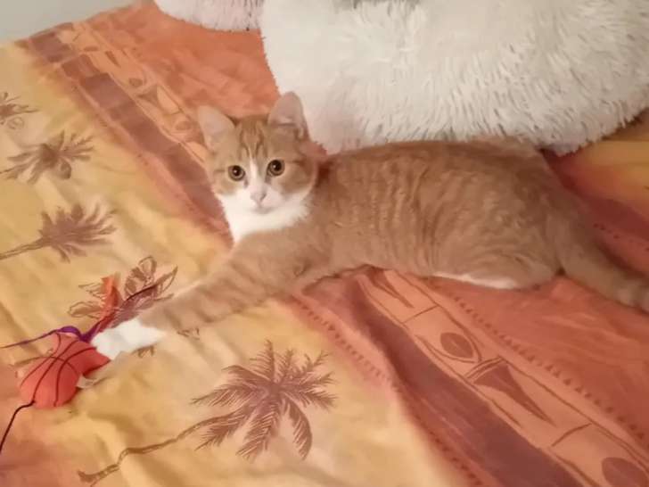 Chatonne de 11 mois en attente d’une famille