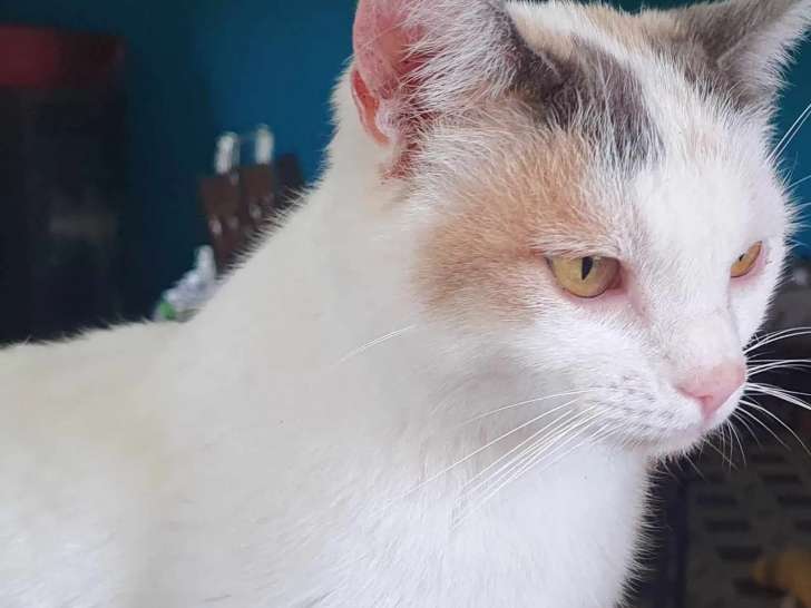 Chatte de 3 ans à accueillir