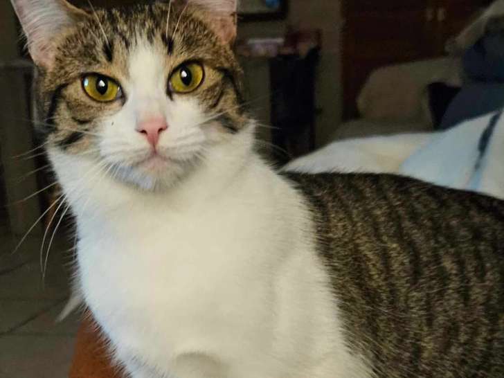 Chatte tigrée blanche en quête d'une famille