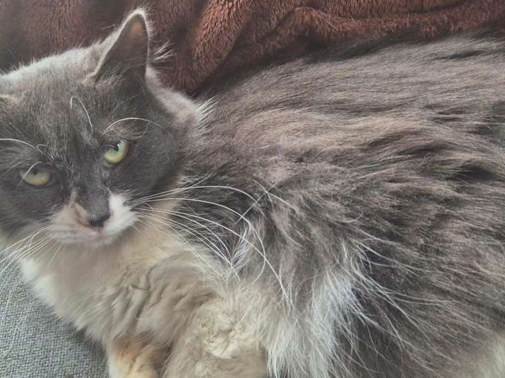 Adoption : chatte de 4 ans