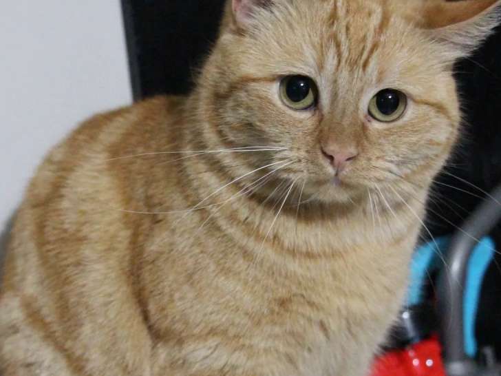 À la recherche d’un foyer : chatte rousse