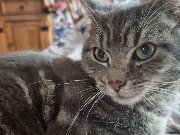 Chaton mâle de 11 mois à adopter