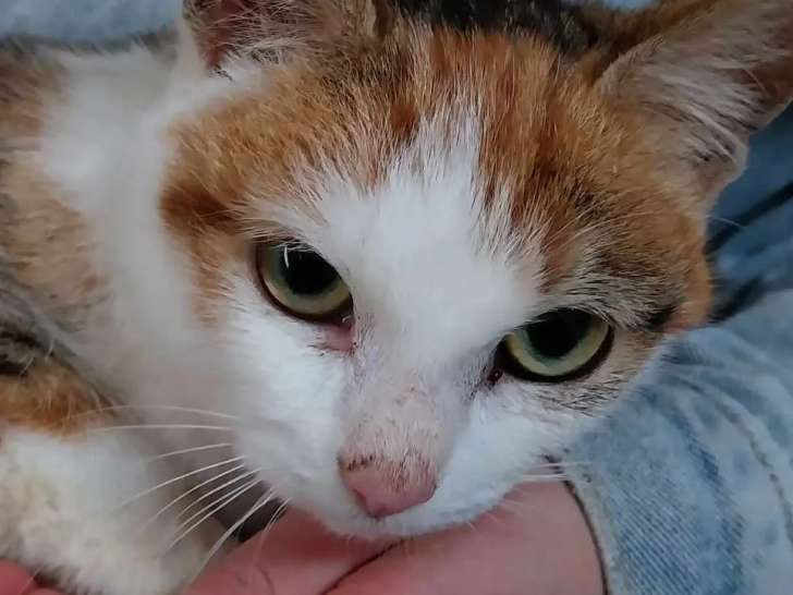 Chatte d'un an disponible à l'adoption