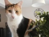 Chatte tricolore en attente d'adoption