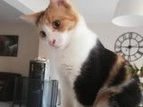 Chatte tricolore en attente d'adoption