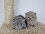 Chatons British Shorthair LOOF à vendre
