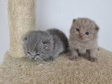 Chatons British Shorthair LOOF à vendre