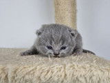 Chatons British Shorthair LOOF à vendre