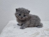 Chatons British Shorthair LOOF à vendre