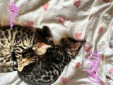 Chatons de race Bengal