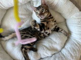 Chatons de race Bengal