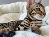 Chatons de race Bengal