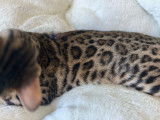 Chatons de race Bengal