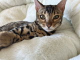 Chatons de race Bengal