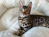 Chatons de race Bengal