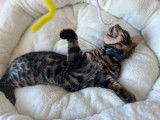 Chatons de race Bengal