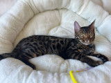 Chatons de race Bengal