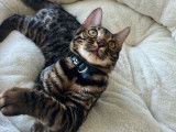 Chatons de race Bengal
