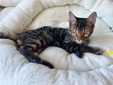 Chatons de race Bengal