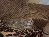 Chatonne de race British Shorthair à vendre