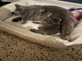 Chatonne de race British Shorthair à vendre