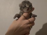 Chatonne de race British Shorthair à vendre