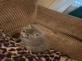 Chatonne de race British Shorthair à vendre