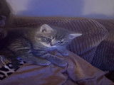 Chatonne de race British Shorthair à vendre