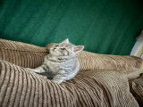 Chatonne de race British Shorthair à vendre