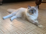 Mâle Ragdoll LOOF disponible pour saillie