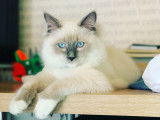 Mâle Ragdoll LOOF disponible pour saillie