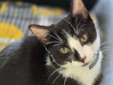 Cherche chat mâle à poils longs pour saillie