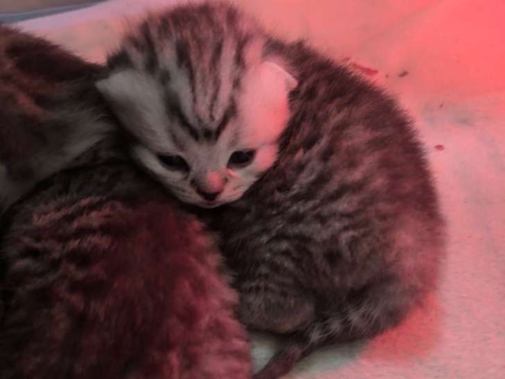 Chaton British Shorthair silver black tabby à vendre