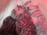 Chaton British Shorthair silver black tabby à vendre