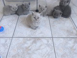 Chaton British lilac bleu