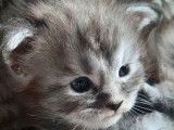 Chaton mâle Maine Coon LOOF à vendre