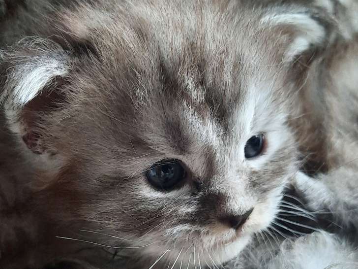 Chaton mâle Maine Coon LOOF à vendre